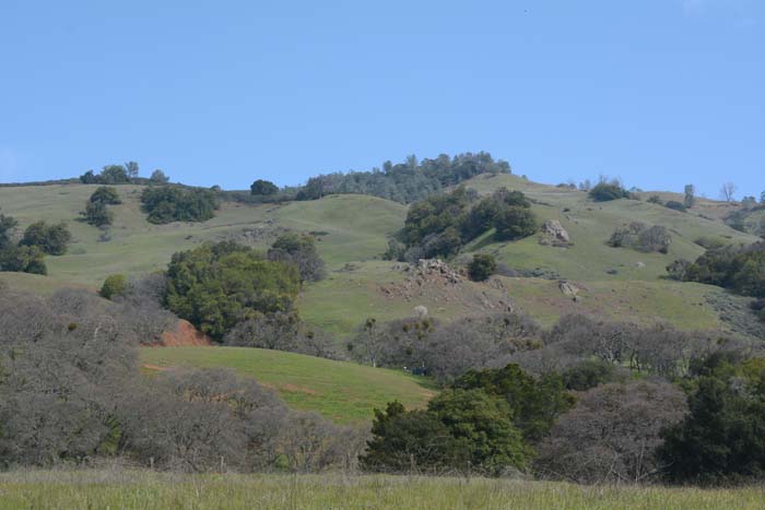 Flora & Fauna Around Mt. Diablo