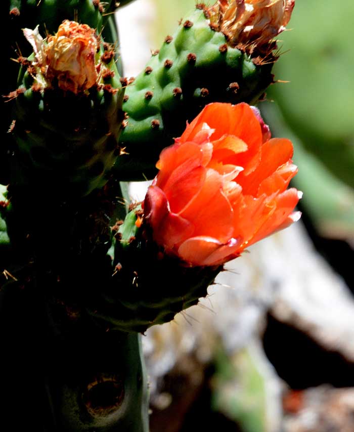 Desert Blooms & Succulents