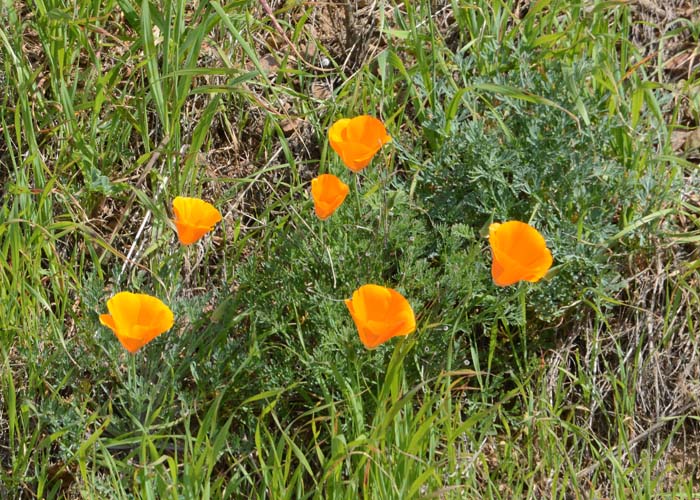 Flora & Fauna Around Mt. Diablo