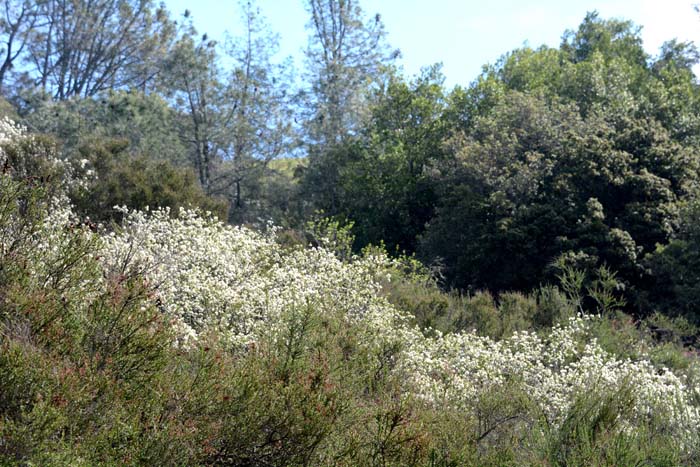 Flora & Fauna Around Mt. Diablo