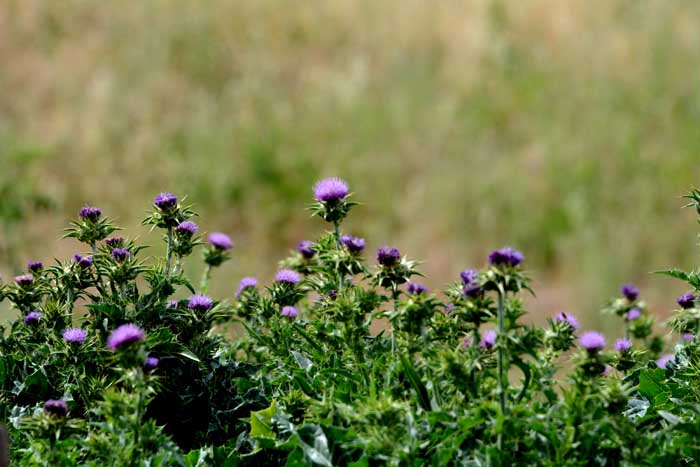 Flora & Fauna Around Mt. Diablo