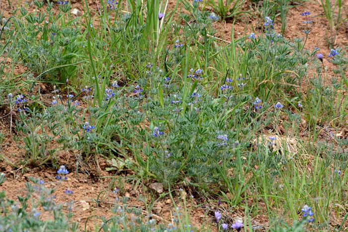 Flora & Fauna Around Mt. Diablo