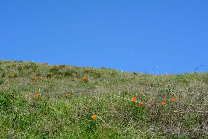 Flora & Fauna Around Mt. Diablo