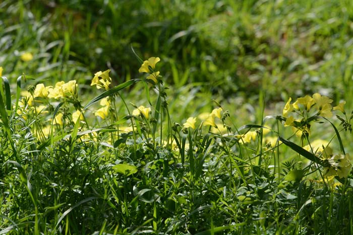 Flora & Fauna Around Mt. Diablo