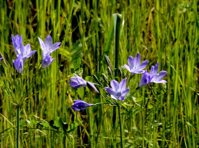 Flora & Fauna Around Mt. Diablo