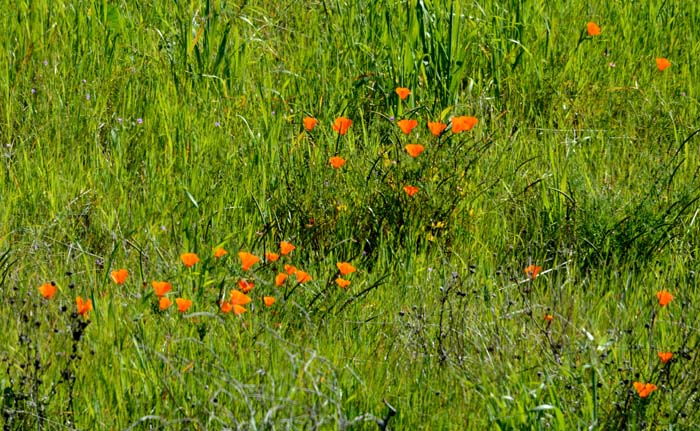 Flora & Fauna Around Mt. Diablo