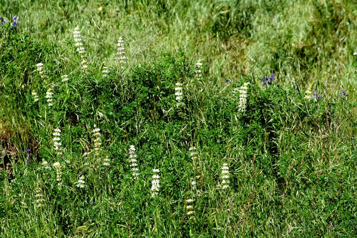 Flora & Fauna Around Mt. Diablo