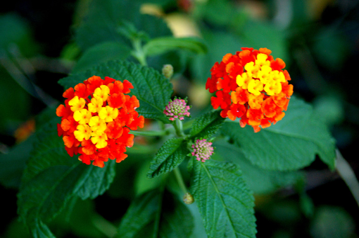 Flowers From the Garden