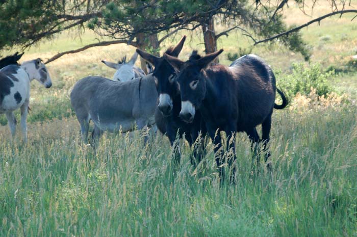 South Dakota, Mount Rushmore, Custer State Park and More...