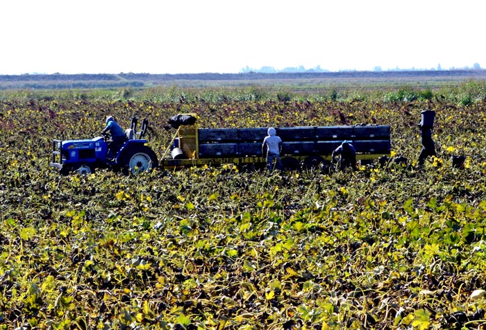 squash harvest