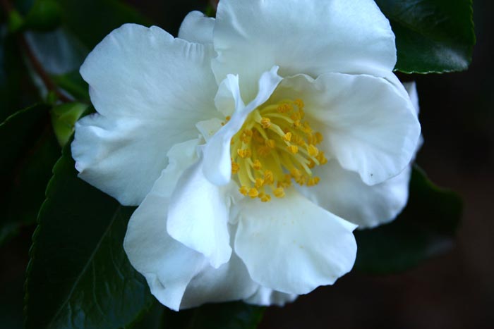 early blooming camellia
