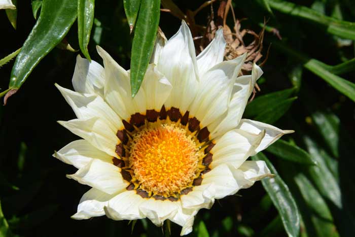 Flowers From the Garden