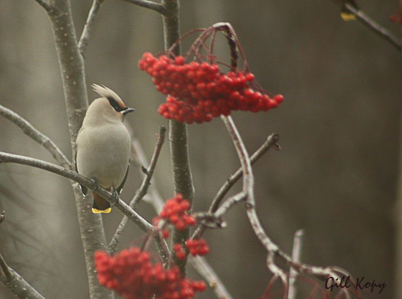 Waxwing MountainAsh.jpg