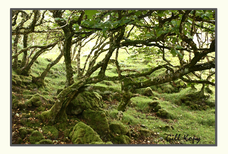 Skye Forest.jpg