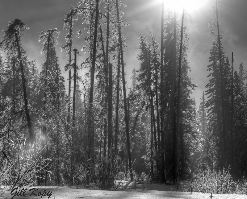 Winter trees9.jpg