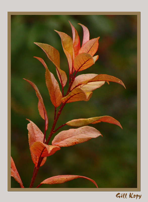 Fall leaves7.jpg