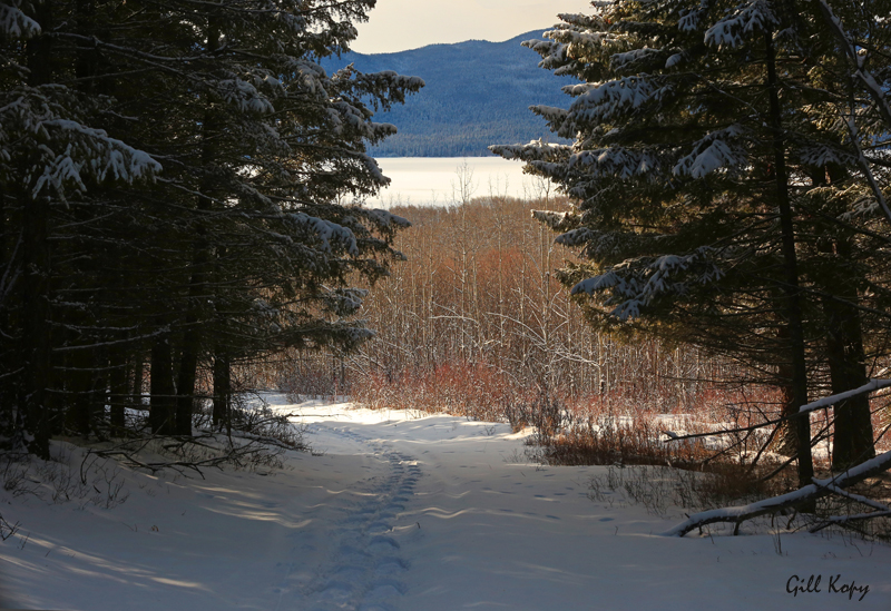 Snowshoe trail.jpg