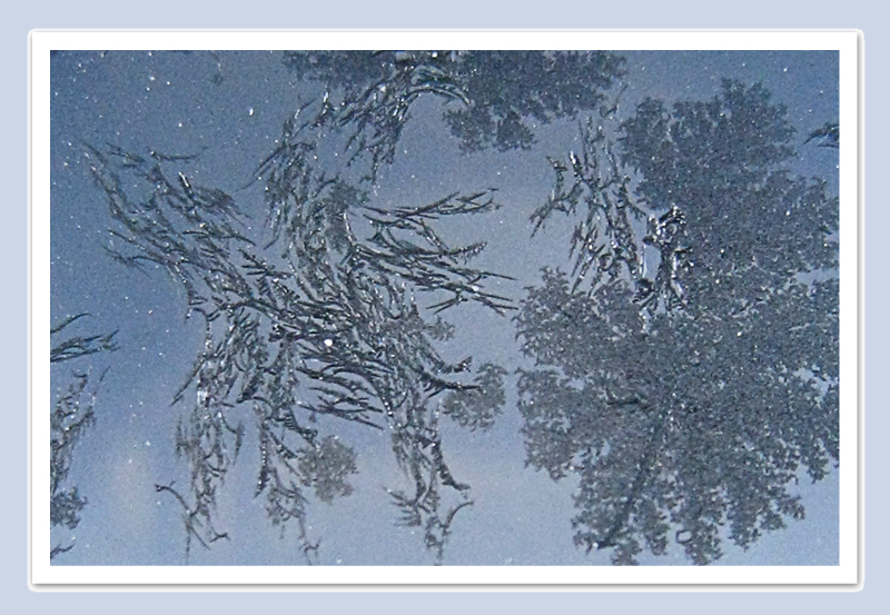 Frost on glass.jpg