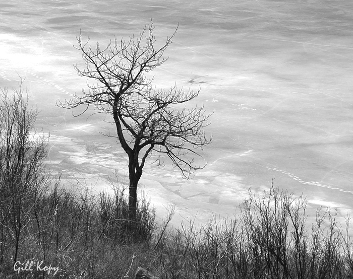 Tree on Ice2.jpg