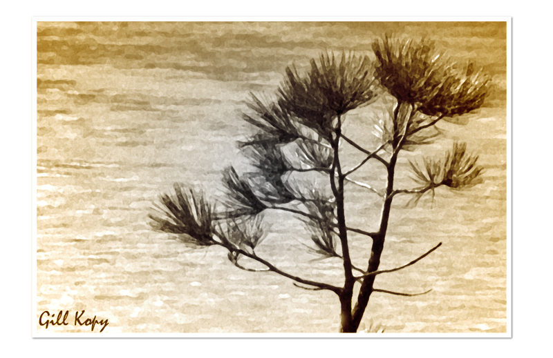Abstract Pine.jpg