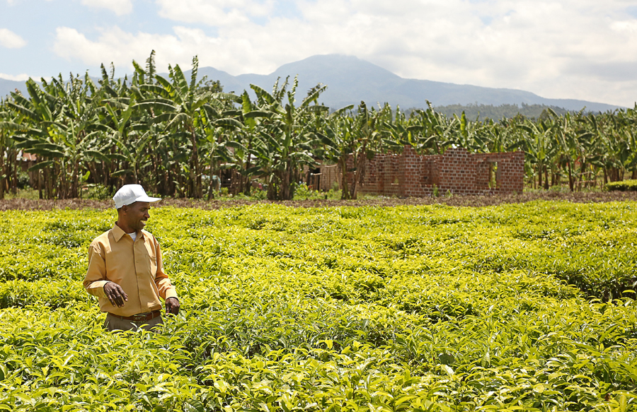 George in Field of Tea