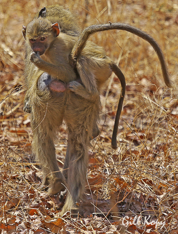 Baboon hitching.jpg
