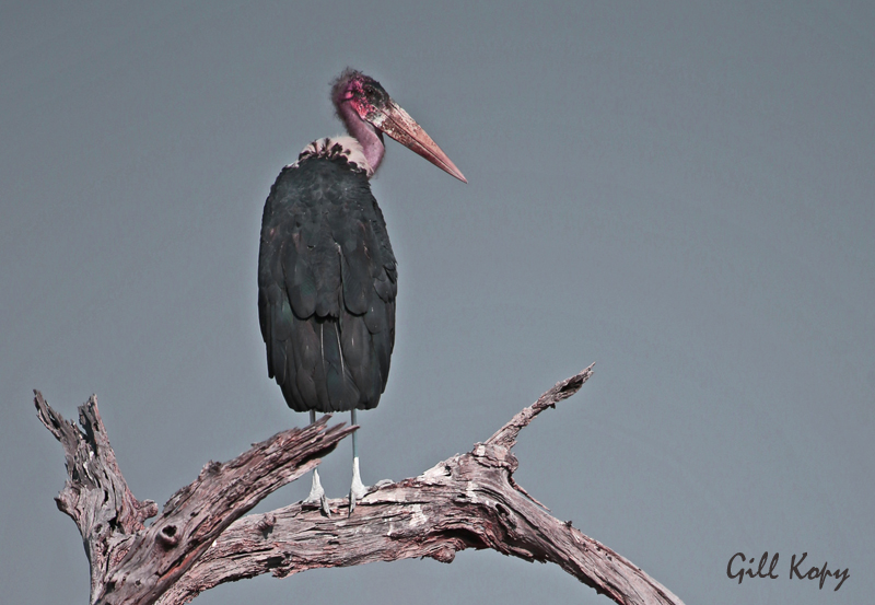 The Birds of Ruaha