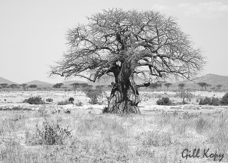 Baobab BW.jpg