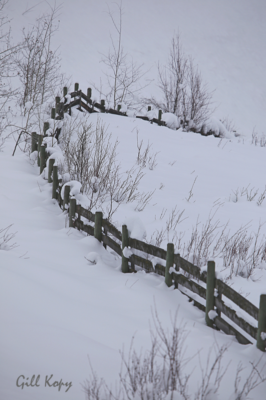 Snowy fence.jpg