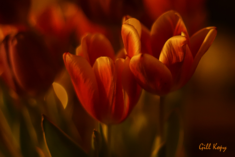 Evening tulips.jpg