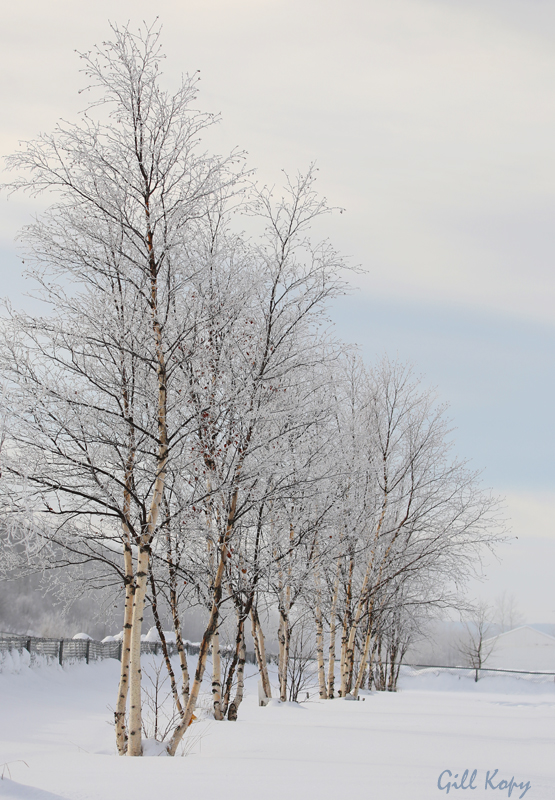 Winter birches.jpg