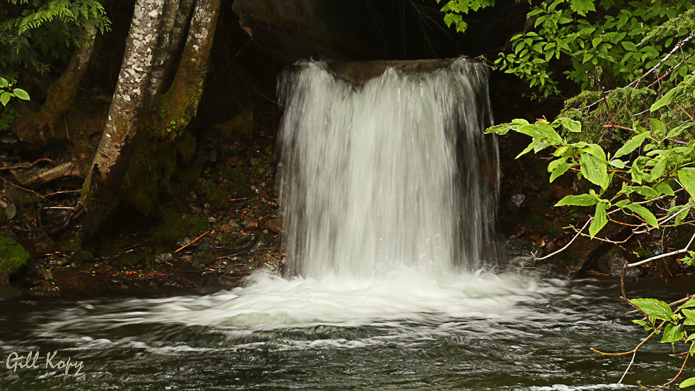 Forest stream.jpg