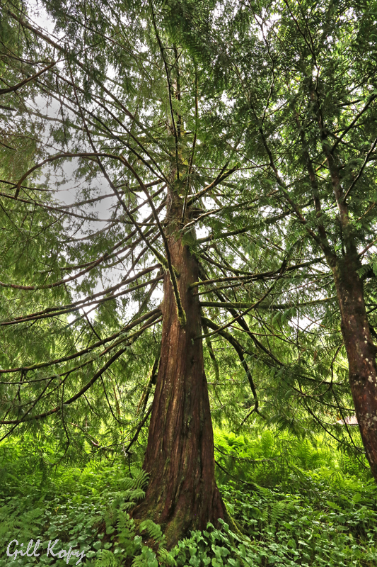 Giant cedar.jpg