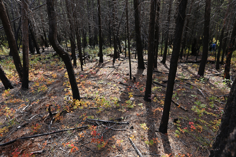Burnt forest.jpg