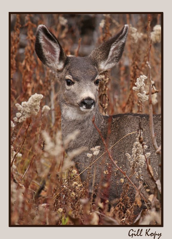 Fall deer3.jpg