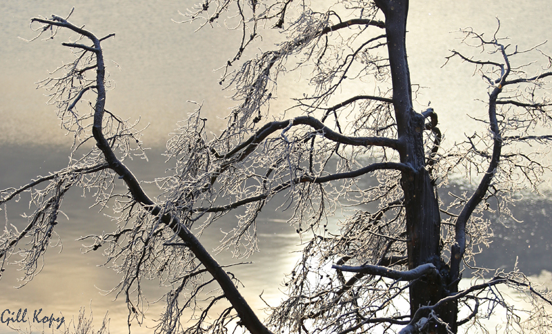 Frosty tree2.jpg