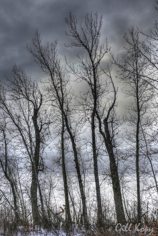 Lined up trees.jpg