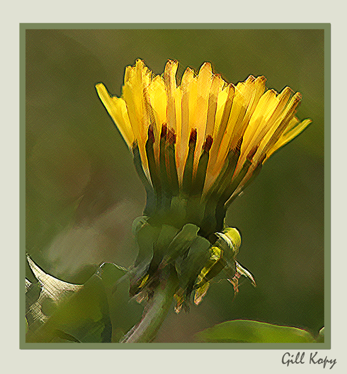Sunlit dandelion2.jpg