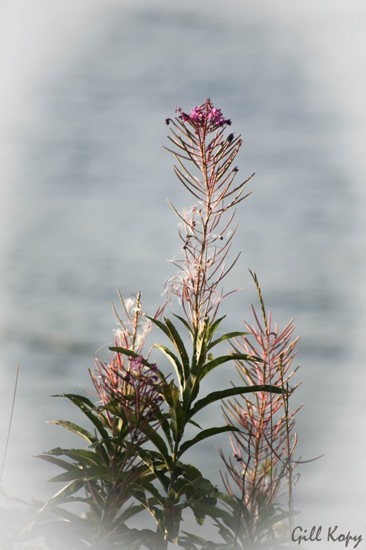 Fireweed.jpg