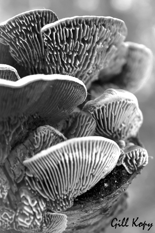 Forest Fungi2.jpg