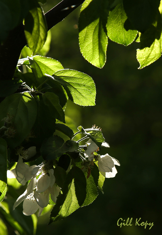 Apple Blossoms2.jpg