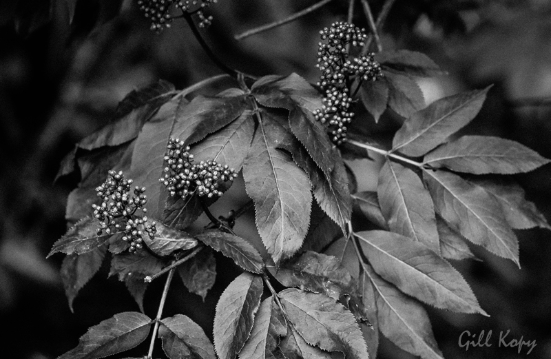 Berries and Leaves.jpg