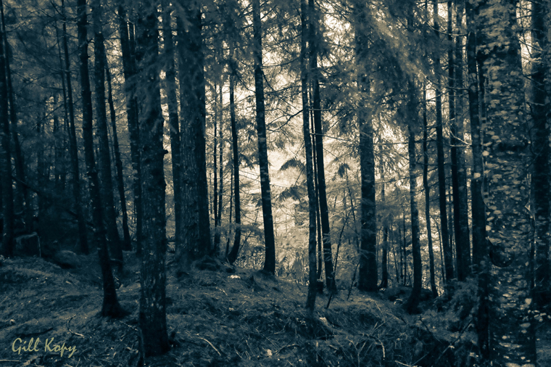 Nakusp forest3.jpg