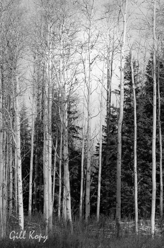 Winter trees14.jpg