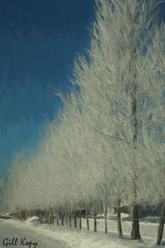 Frosted trees.jpg