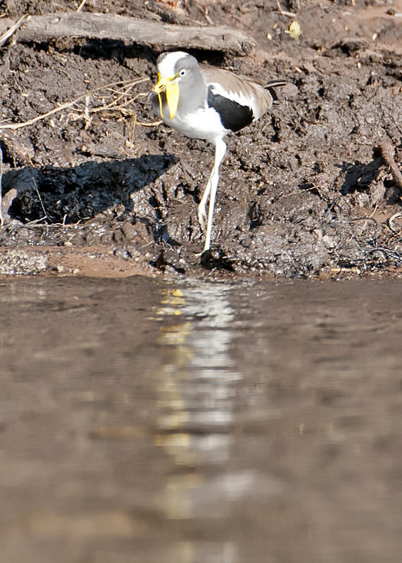White-crowned LapwingPlover-Chobe River