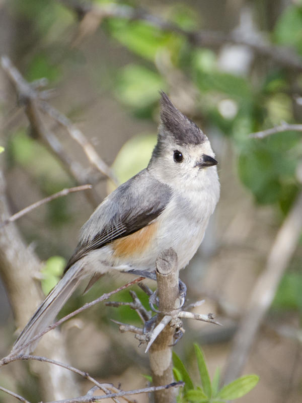 Black-crested Titmouse-Texas