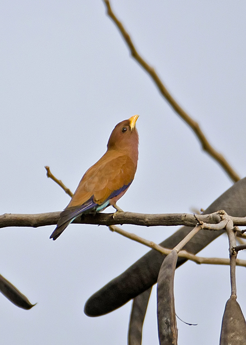 Broadbilled Roller.jpg