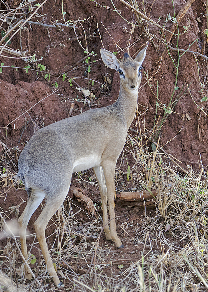 Dikdik