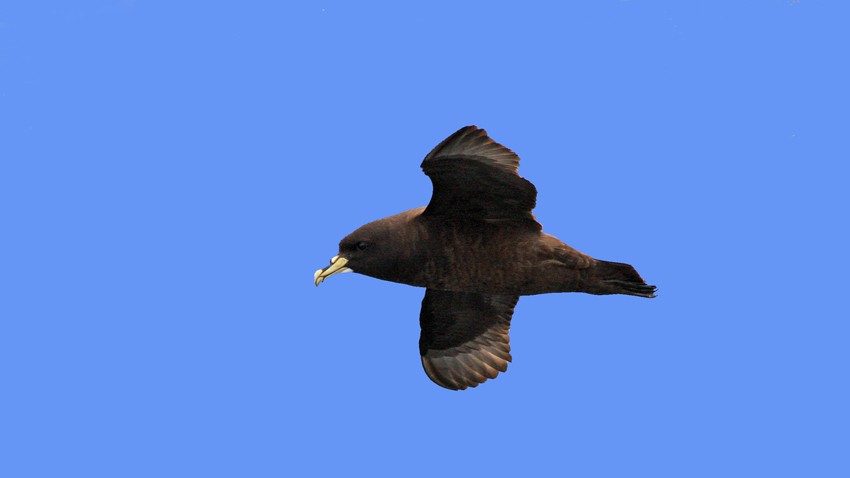 White-chinned Petrel 